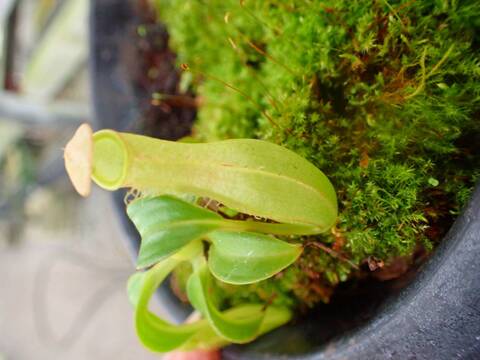 商品一覧 - Y's Exotics （山田食虫植物農園）