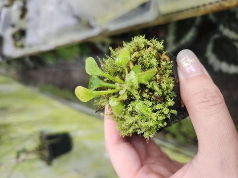 商品一覧 - Y's Exotics （山田食虫植物農園）