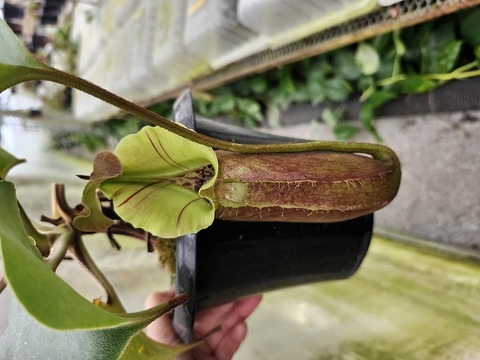 商品一覧 - Y's Exotics （山田食虫植物農園）