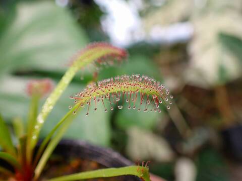 R457 3-1 D. capensis ラベル落ち