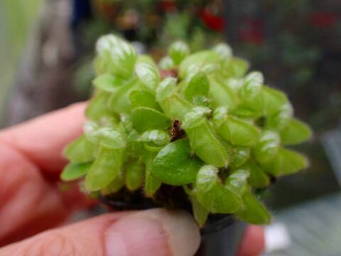 商品一覧 - Y's Exotics （山田食虫植物農園）