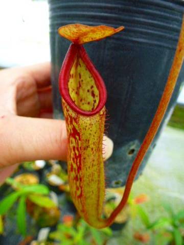 Nepenthes（ネペンテス/ウツボカズラ）の商品一覧 | Y's Exotics （山田食虫植物農園）