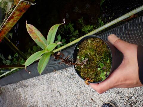 P127 1-3 N. talangensis BE