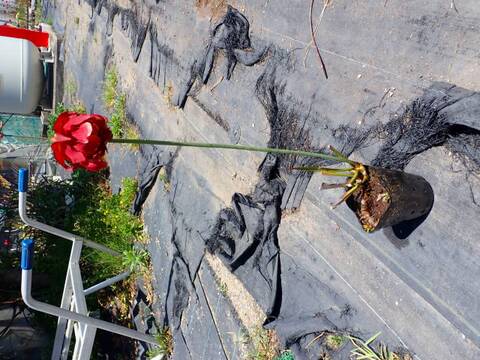 P804 S. leucophylla rose No.11 Y's