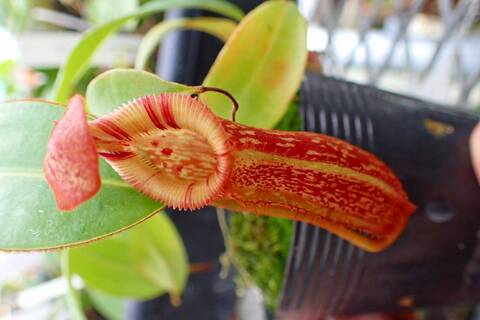 ネペンテス・ダイデリアナ 商品一覧 - Y's Exotics （山田食虫植物農園）