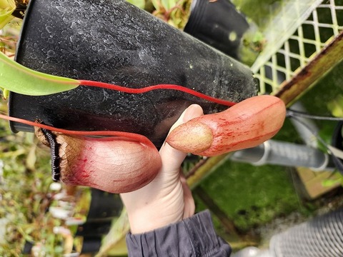 ヒカゲノカズラ　　M様 商品一覧 - Y's Exotics （山田食虫植物農園）