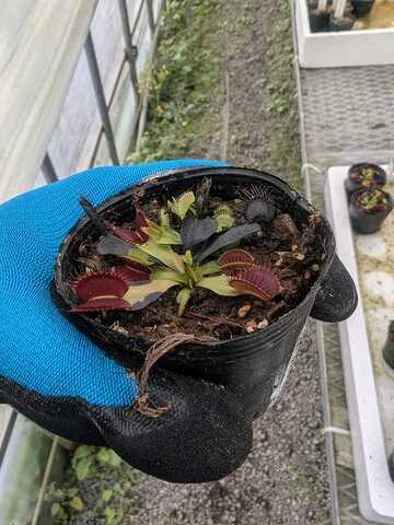 Dionaea ｍuscipula（ディオネア/ハエトリソウ）の商品一覧 | Y's Exotics （山田食虫植物農園）