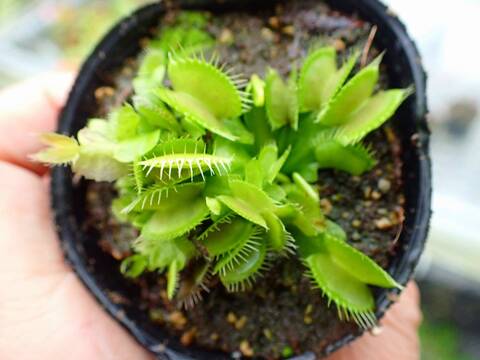 商品一覧 - Y's Exotics （山田食虫植物農園）