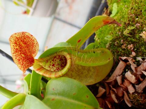 商品一覧 【脇芽有り】食虫植物 N.hamata x xharryana #NNN