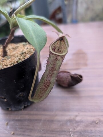 Nepenthes（ネペンテス/ウツボカズラ）の商品一覧 | Y's Exotics （山田食虫植物農園）