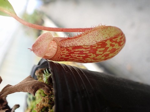 商品一覧 - Y's Exotics （山田食虫植物農園）