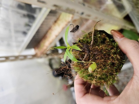 商品一覧 - Y's Exotics （山田食虫植物農園）