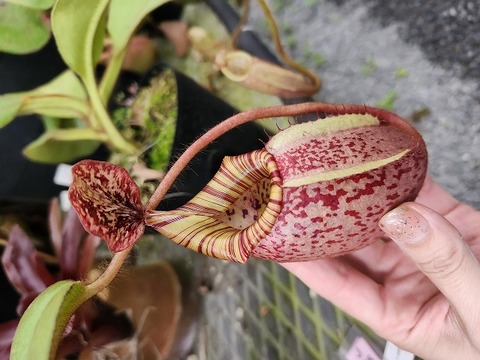 Y's Exotics （山田食虫植物農園）