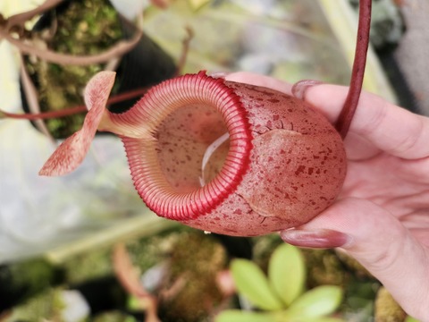 Nepenthes（ネペンテス/ウツボカズラ）の商品一覧 | Y's Exotics