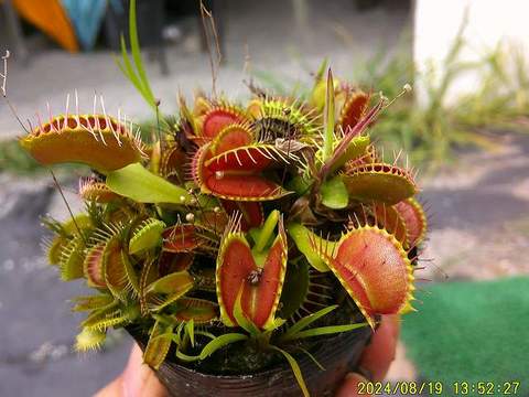 Dionaea ｍuscipula（ディオネア/ハエトリソウ）の商品一覧 | Y's Exotics （山田食虫植物農園）