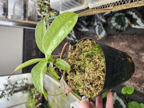 Y474 1-4 N. (ventricosa x sibuyanensis) x {[ventricosa x (spth x lowii)] x TM} No.154 EP