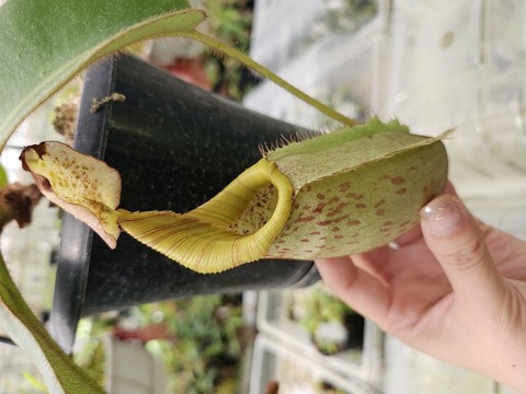 G280  5-1#BBB N. peltata yellow phantom x veitchii Bario yellow peristome #NNN 