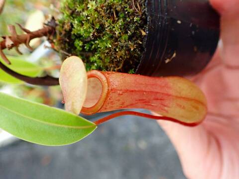 P784 5-3 N. ventricosa-red seedling Y's