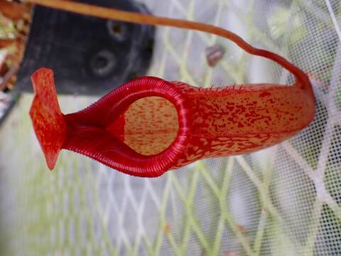 O181 5-3 N. ventricosa red (e) x peltata Red Phantom Y's