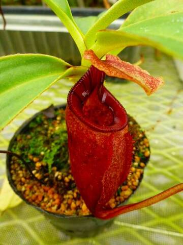 Nepenthes（ネペンテス/ウツボカズラ）の商品一覧 | Y's Exotics （山田食虫植物農園）