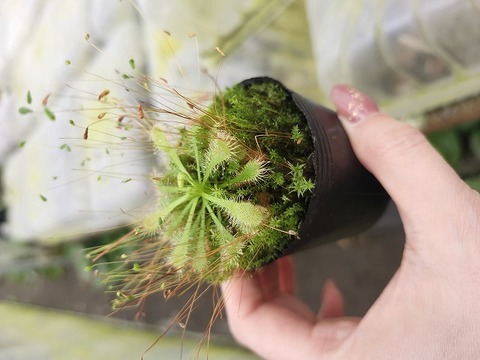 Y389 1-4 D. spathulata var. lovella bloody red