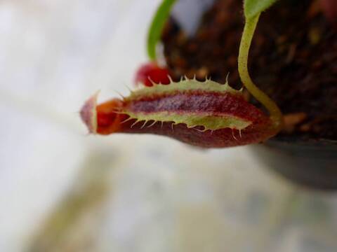G013 5-1  [YA-14] N. sp. aff. bongso (from G. Gadut, seed-grown) Y's Lab