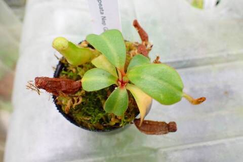 teatネペン Nepenthes（ネペンテス/ウツボカズラ）の商品一覧 | Y's Exotics