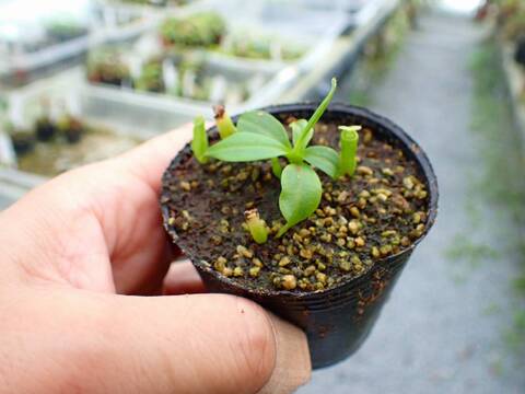 G088 5-1 N. bicalcarata Y's Lab