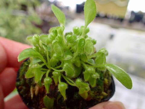 商品一覧 - Y's Exotics （山田食虫植物農園）