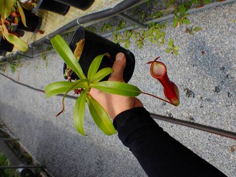 J176 5-3 N. gracilis giant red pitcher MT x alata Y's