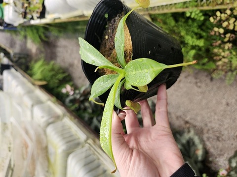 R118 1-3 N. ventricosa Liberic x macrophylla #NNN 