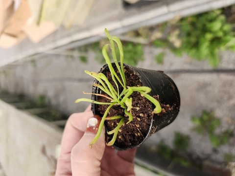 R165  2H Darlingtonia californica Y's Lab