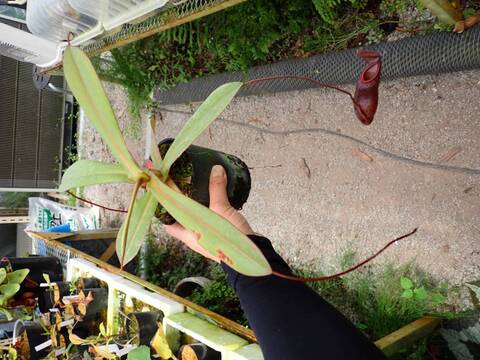 E266 1-2 N. (ramispina x macfarlanei) x sibuyanensis BE