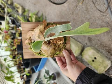 Platycerium (ビカクシダ)の商品一覧 | Y's Exotics （山田食虫植物農園）