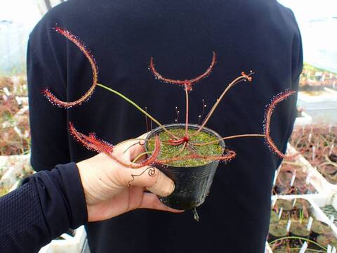 G087 4-1 D. binata var. multifida f. extrema (Stradbroke Island) CZ
