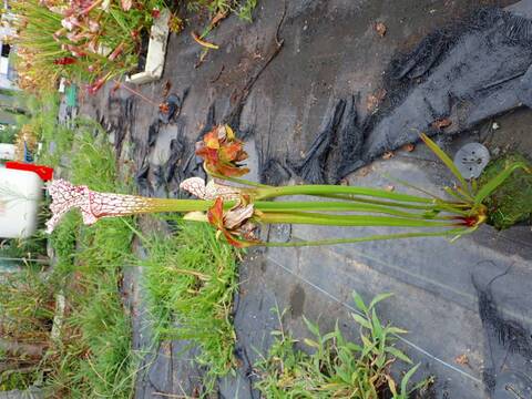 P329 S. leucophylla rose No.9 Y's