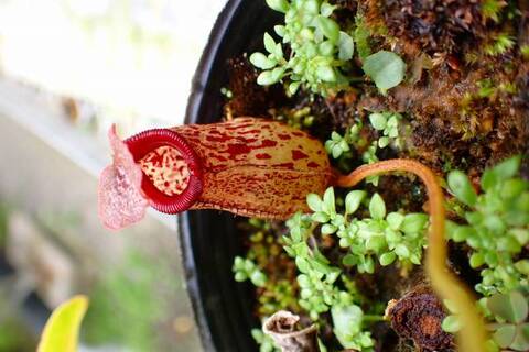 teatネペン Nepenthes（ネペンテス/ウツボカズラ）の商品一覧 | Y's Exotics
