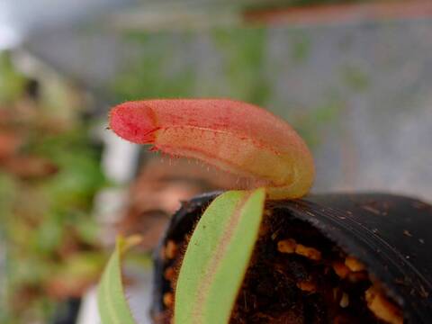 G515 5-2 [YA-10] N. veitchii Bario (very big pitcher) x veitchii Bario (stripe peristome) Y's Lab