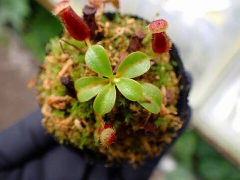 O168 1-4  N. (ventricosa x xtrusmadiensis) x lowii #NNN