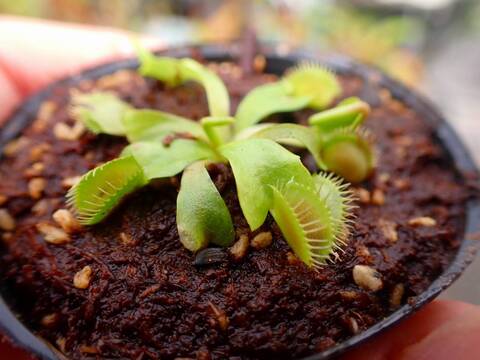 J138 5-2 Dionaea muscipula Towering Giant CK