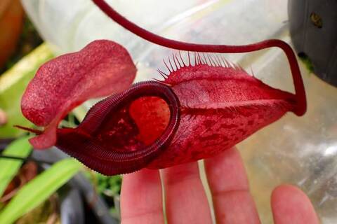 ゆうゆうネペンテス・ミランダ Nepenthes（ネペンテス/ウツボカズラ）の商品一覧 | Y's Exotics
