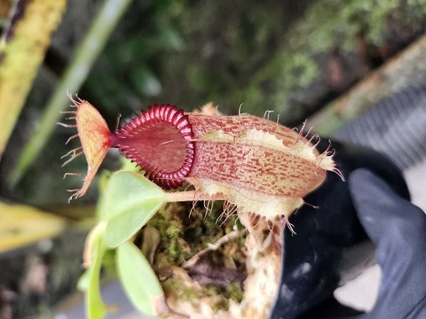 商品一覧 - Y's Exotics （山田食虫植物農園）