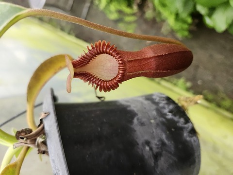 P738 1-4 N. edwardsiana (Ranau) 