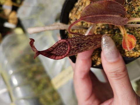 ゆうゆうネペンテス・ミランダ Nepenthes（ネペンテス/ウツボカズラ）の商品一覧 | Y's Exotics