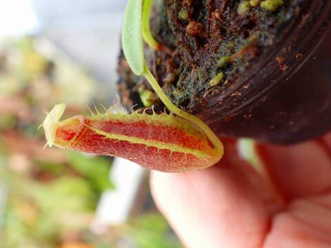 E129 5-1 [YA-14] N. sp. aff bongso (from G. Gadut, seed-grown) Y's Lab