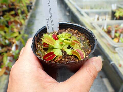 商品一覧 - Y's Exotics （山田食虫植物農園）