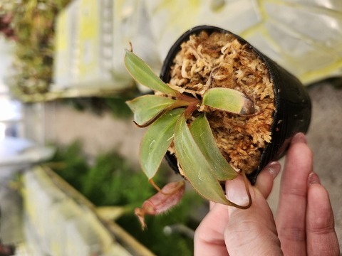 E582 1-2 N. attenboroughii philippines Expendition collection5 Victria Peak2 1600m Y's Lab