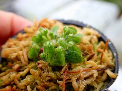 P954 5-2 Cephalotus follicularis Y's Lab