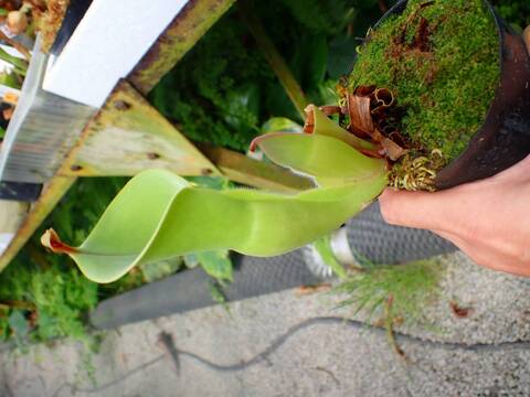 ヘリアンフォラ パルバ レア種 商品一覧 - Y's Exotics （山田食虫植物農園）