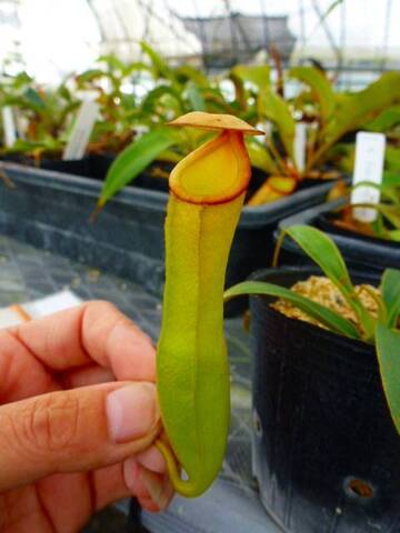 Nepenthes（ネペンテス/ウツボカズラ）の商品一覧 | Y's Exotics